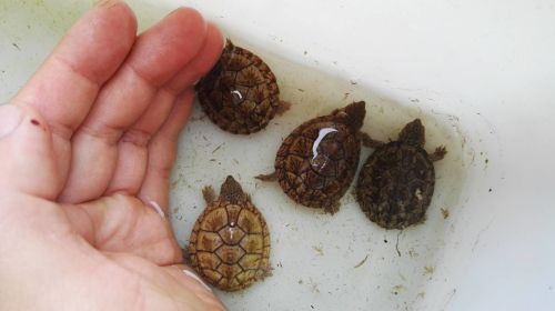 2016年巨头麝香龟 蛋龟 沼泽龟 观赏 水龟 小型 人工繁殖 低温苗