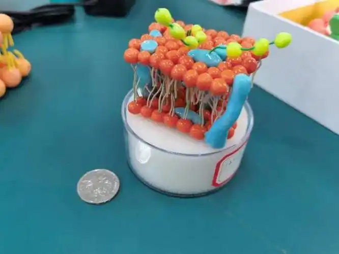 觅生命之微,寻生命之美——三明二中 高二生物模型制作比赛