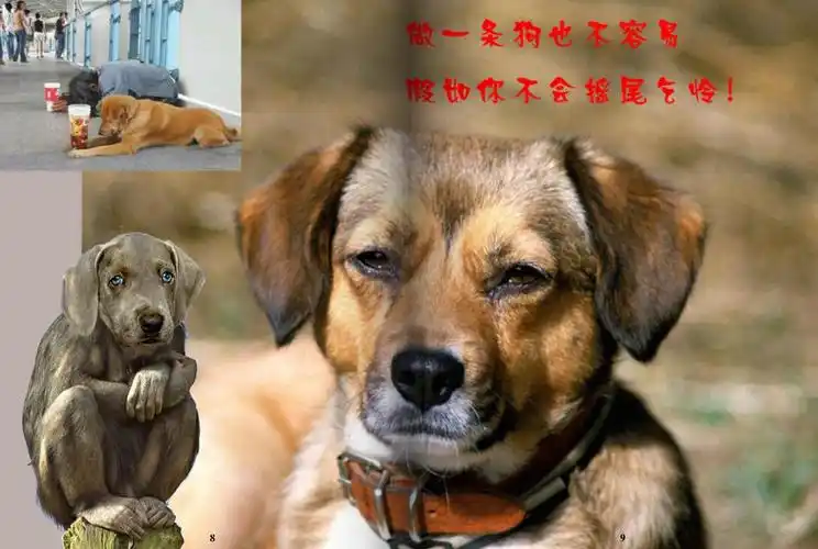 有图有真相,快来看看什么是人模狗样!