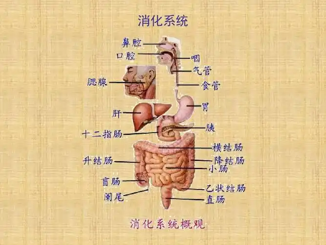 2018苏教版生物七年级下册9.2《人体的消化与吸收》ppt课件1