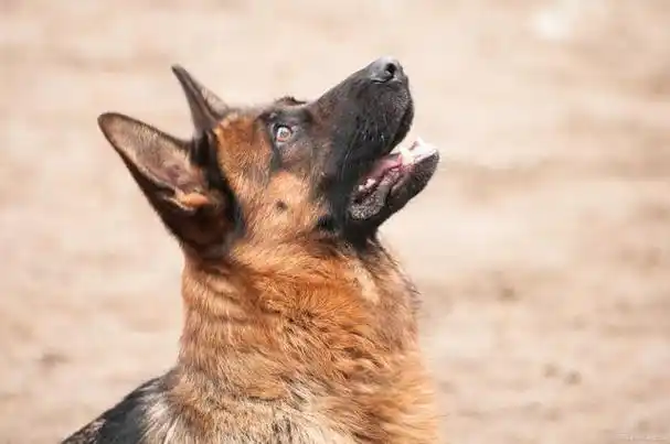 十万个小知识:为什么会有狼狗的存在?