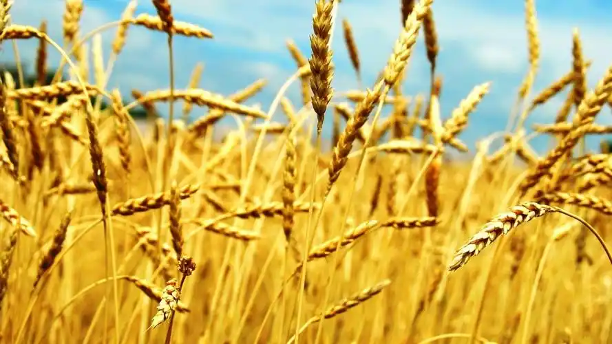 小麦高清壁纸1152x864分辨率查看