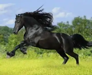 黑马飞驰图片