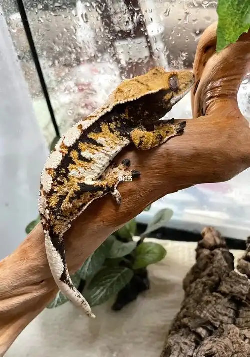 睫角守宫娃总和她的窝窝