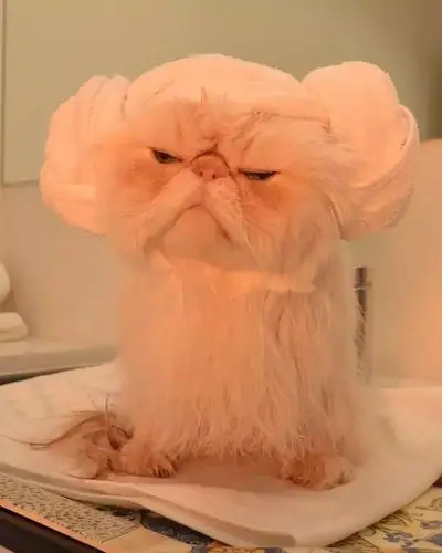 v谁说脸大体胖就不能有颜值这只愁眉苦脸的胖猫也太好吸了