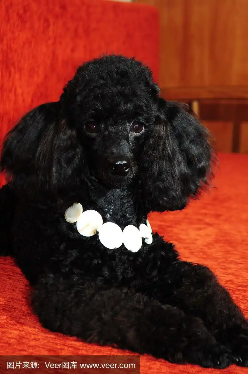 黑色,贵宾犬,背景,撒谎者,垂直画幅