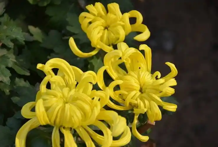 菊花的功效与作用你了解吗