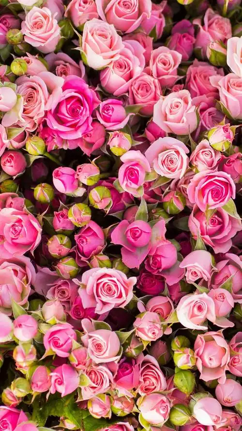 许多粉红玫瑰花 iphone 壁纸