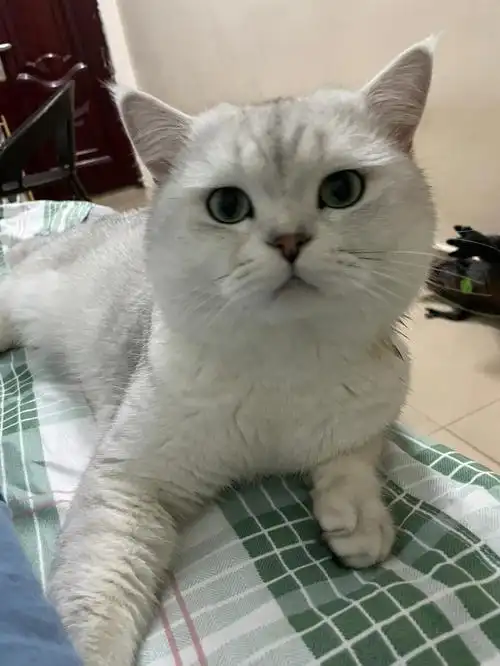 东莞清溪有木有成年母银渐层呀,可以来配一下嘛,我家猫发情了,都对我