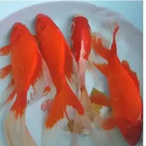 红草鱼锦鲤鱼招财放生放水鱼好养易活金鱼冷水红色耐活小鱼观赏鱼