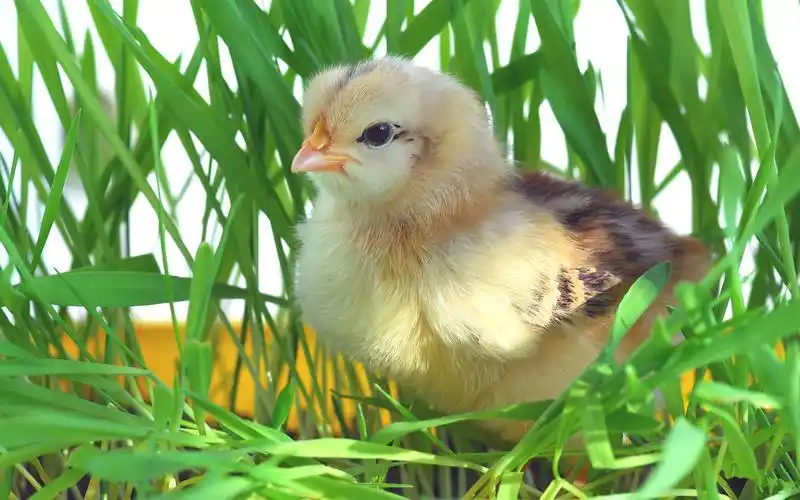 超萌小鸡仔高清桌面壁纸下载
