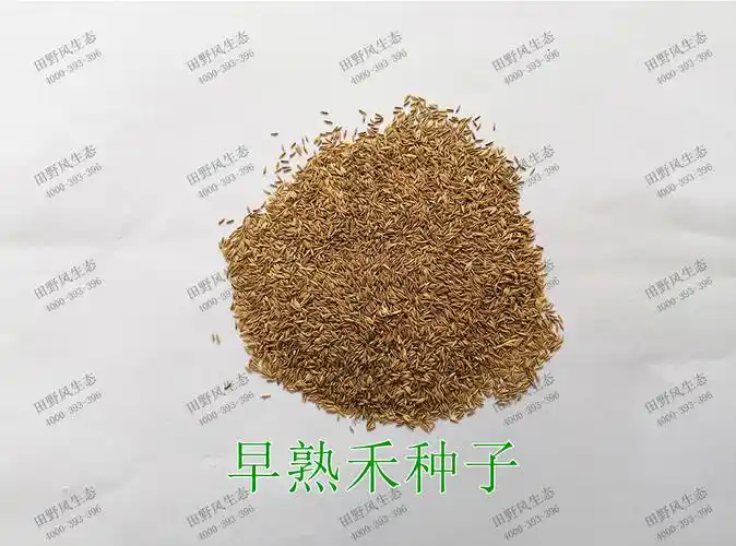 草种子早熟禾