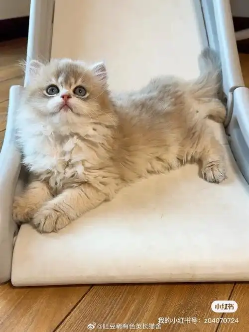 长毛蓝金渐层##蓝金渐层##英国长毛猫##四川猫舍##成都猫舍##金渐沣