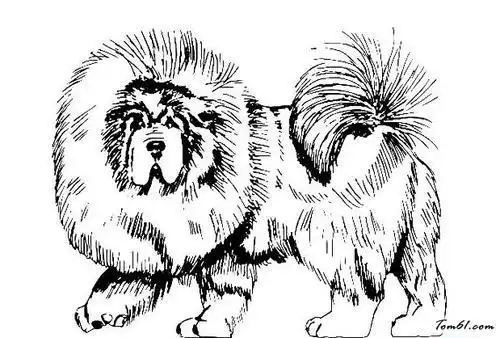 小藏獒简笔画