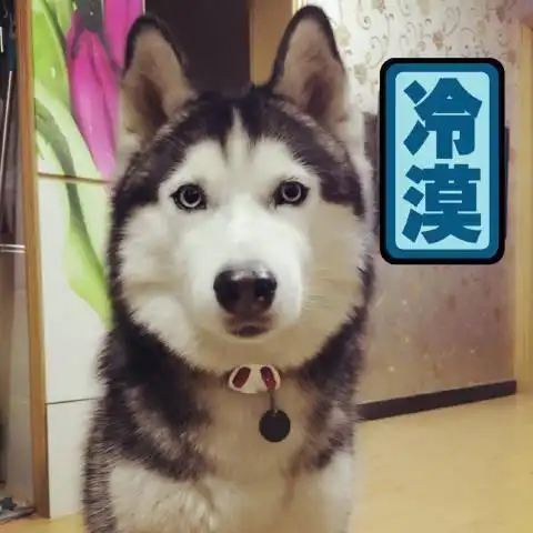 二哈情侣头像图片大全_第1页