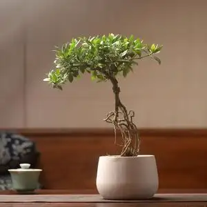 香氏水横枝日本清誉栀子花含陶瓷花盆栽好绿植盆景 一物一拍