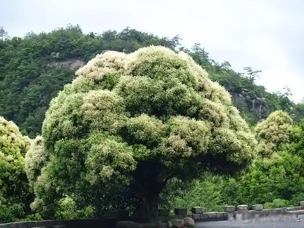 花榈木花曲柳紫楠另外,一些国外品种的行道树也很受欢迎,价格也很高