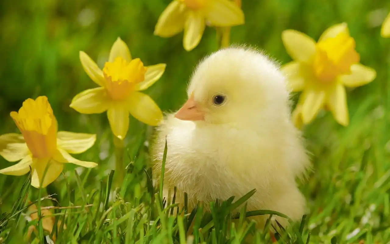 可爱的小鸡桌面壁纸之雏形小鸡高清大图预览1920x1200_动物壁纸下载