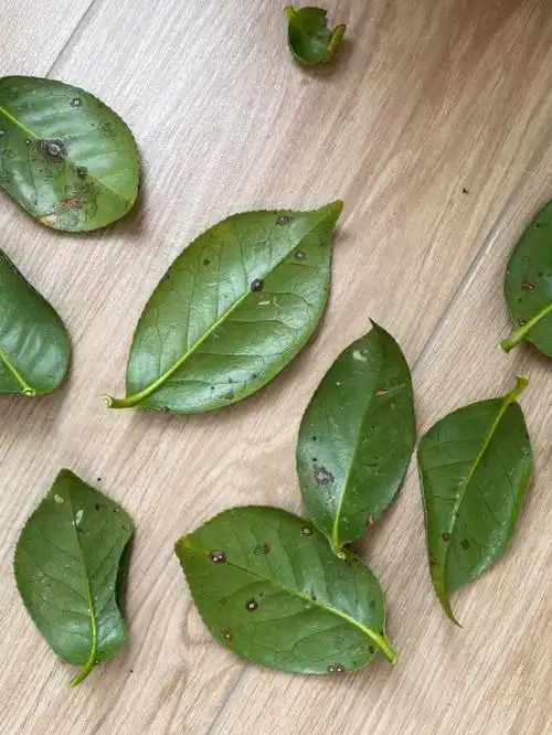 求助茶花的叶子怎么了