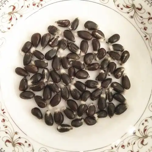 棉花籽 棉籽仁 棉仁 棉花 棉花子种子 去壳药用偏方可食用 包邮