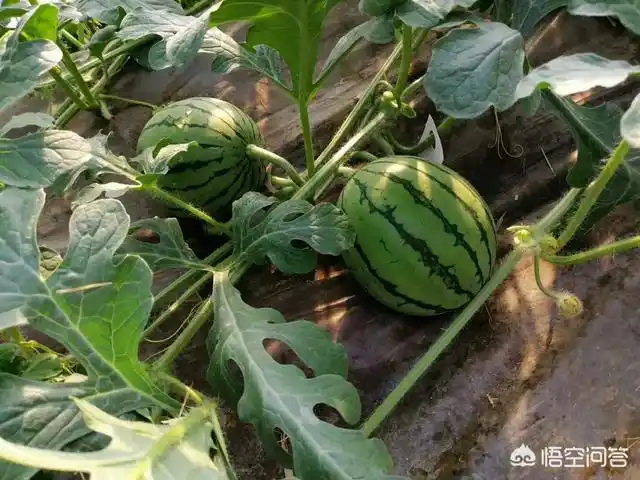 西瓜苗伸蔓时地太干,能天天浇水吗?