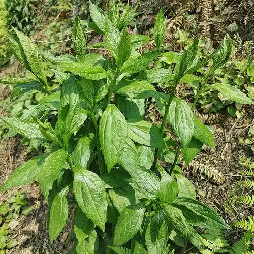 贵州深山野菜柴胡新鲜蔬菜大柴胡嫩尖现摘现发新鲜柴全草民间美食