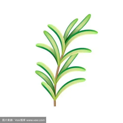 逼真的新鲜迷迭香香草.用于广告海报或横幅的独立矢量元素.