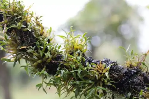 野生霍山石斛生长在大别山区霍山县,受自然环境影响,长得短小圆润