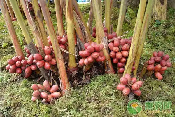 草果的作用及其种植管理技术
