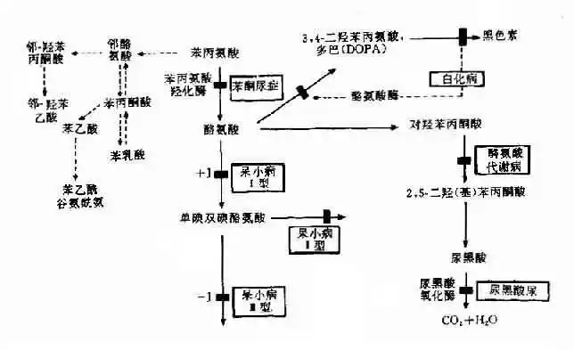 第三节基因突变致酶活性异常
