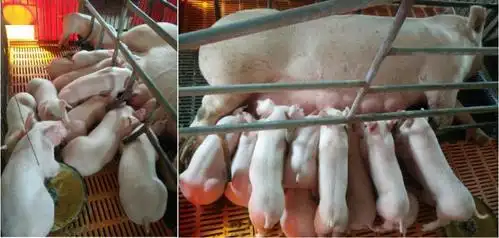 技术要点母猪分娩前必做的三项比做事