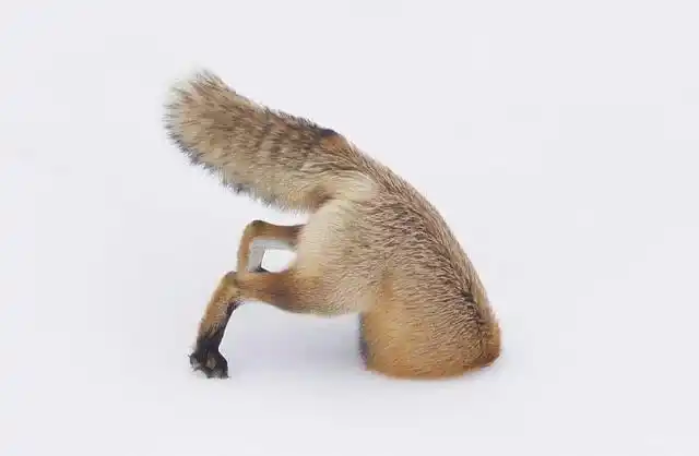 当狐狸钻入雪地后,只有后腿与尾巴露在外面.