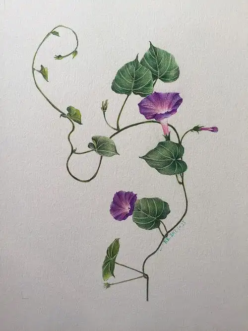 牵牛花 #手绘是一种信仰|纯艺术|绘画|克里斯天天_临摹作品-站酷zcool