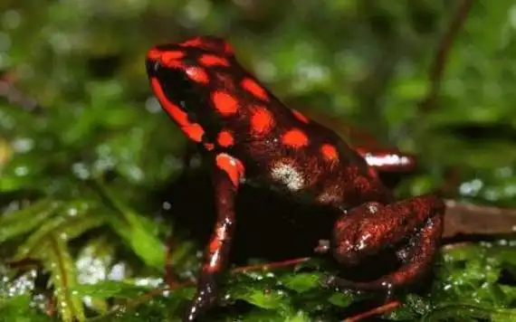 世界上最毒的青蛙,黄金箭毒蛙(三分钟毒死10成年人)