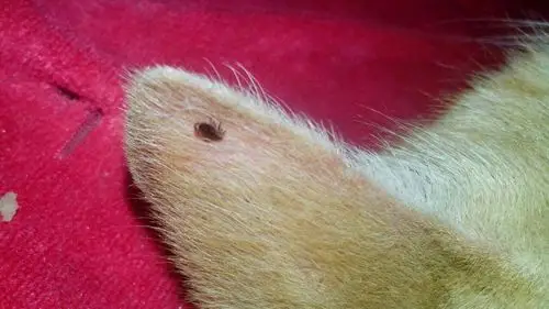 求助,怎么看领养的流浪猫身上有没有虫,是哪种虫子