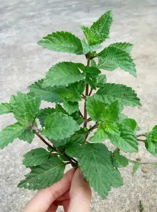 仙草又名仙人草,凉粉草,是国内智能生长在南方的草本植物,表面覆盖一