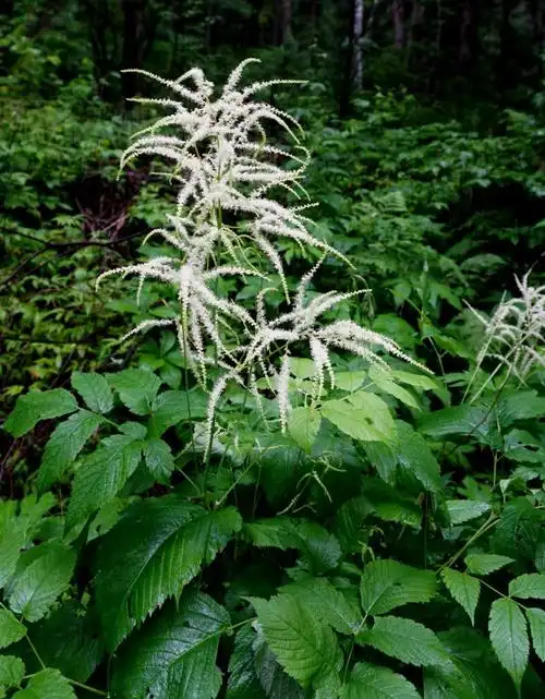 日月峡中草药481假升麻1