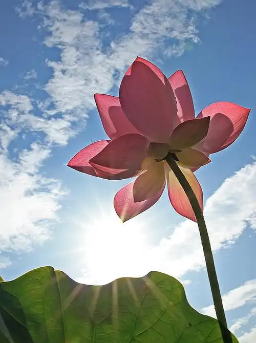 烈日骄阳,荷花正艳.