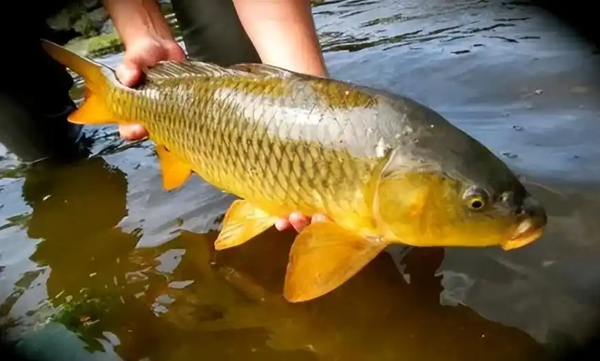 十,黄河野生鲤鱼