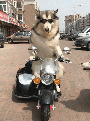 最神最拉风的阿拉斯加萨摩老司机带带我