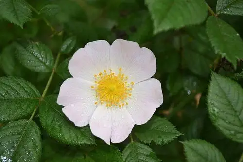 英国国花:狗蔷薇花