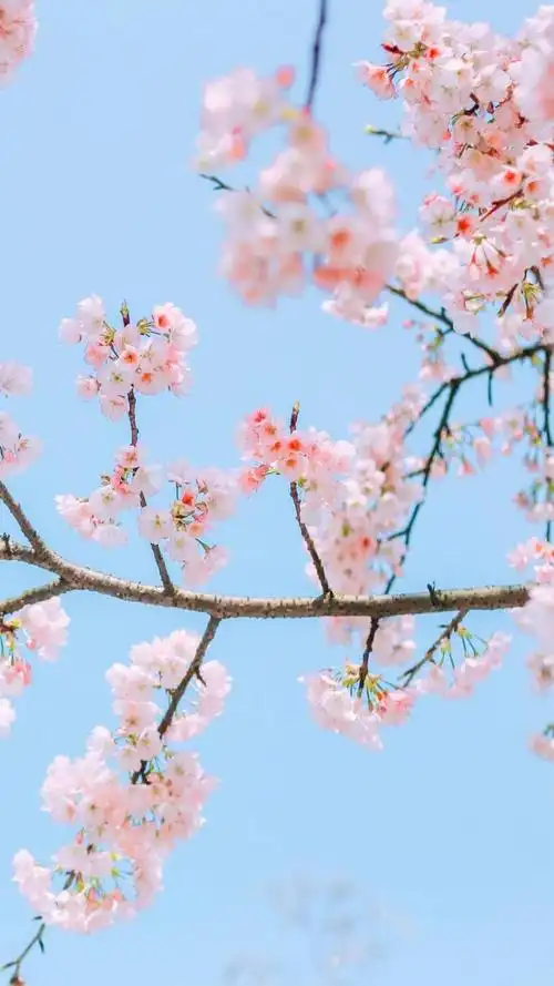 唯美迷人的樱花盛开,高清图片,手机锁屏桌面-壁纸族