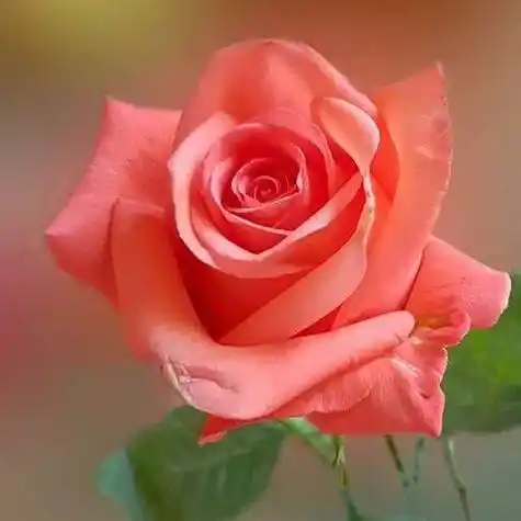 好看的微信头像花图片2019 微信头像图片大全 -【爱个性】