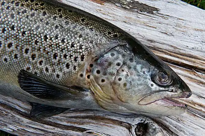 鲑鱼图片_图片大全