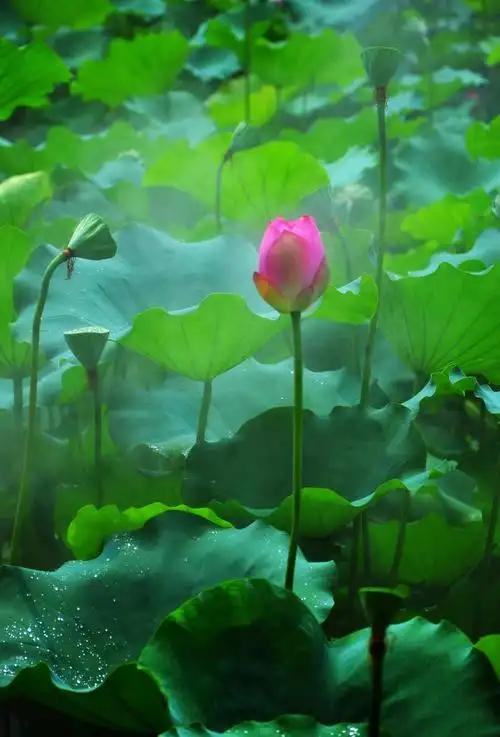 仙雾缭绕的荷花世界