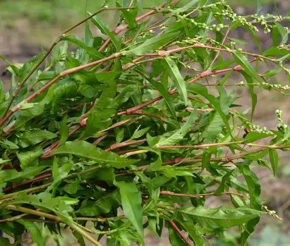 但是这些鱼太灵敏了,所以就用想出了老办法,那就是用这种辣蓼草将它们