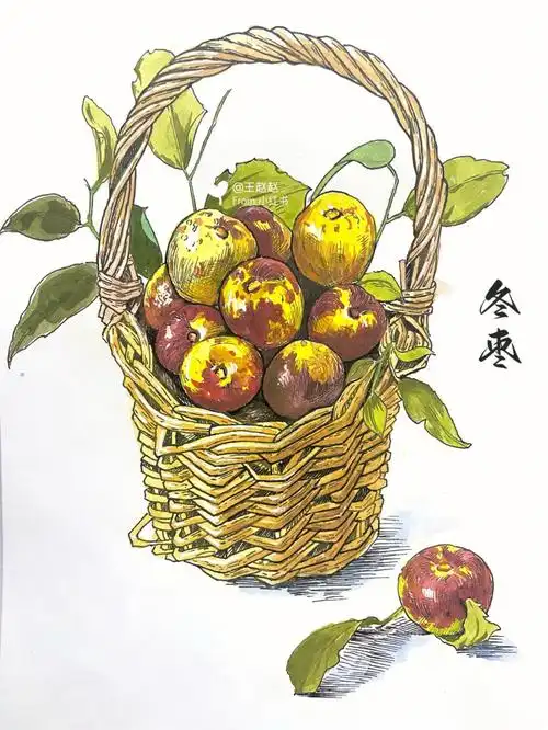 线描淡彩冬枣