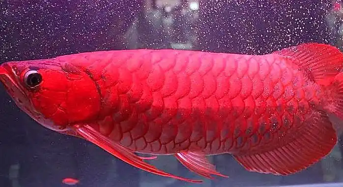 这条鱼是特种血红鱼,重2公斤,中文名叫血红龙,是产于印度尼西亚仙塔