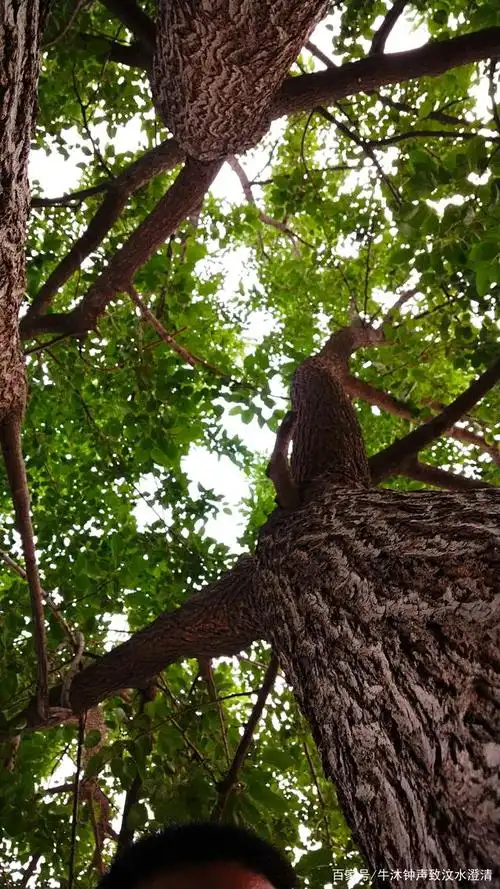 桑葚自然熟, 一口儿时物. 累了可驻足, 昂头天外虚.