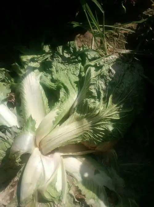 大白菜根腐病怎么治?